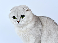 Scottish fold